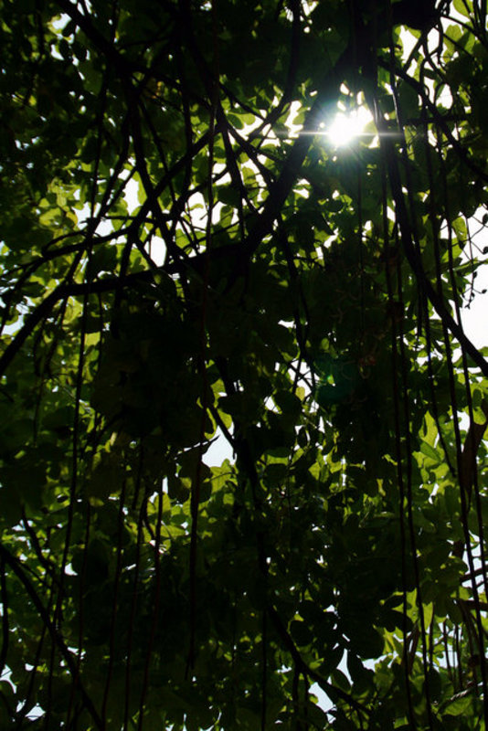 Shine