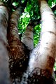 Tree Of Green