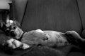 Model Dog