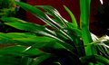 Plant Portrait