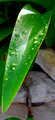 dew closeup