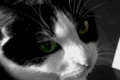 blacknwhitengreen