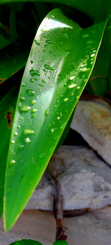 dew closeup