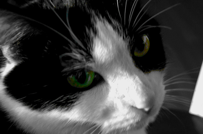 blacknwhitengreen