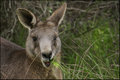 Kangaroo.jpg