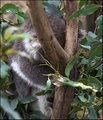 Koala 2.jpg