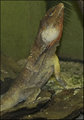 Frill-Neck Lizard.jpg