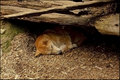 Dingo.jpg