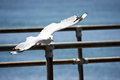 Sea Gull 2.jpg