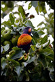 Rainbow Lorikeet.jpg