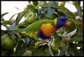 Rainbow Lorikeet 2.jpg