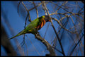 Rainbow Lorikeet 3.jpg