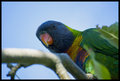 Rainbow Lorikeet 1.jpg
