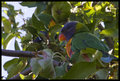 Rainbow Lorikeet 4.jpg