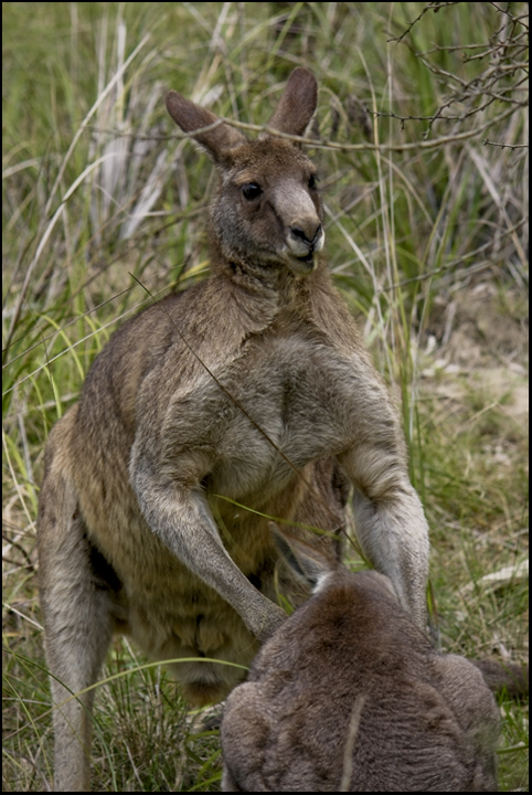 Kangaroo 2.jpg