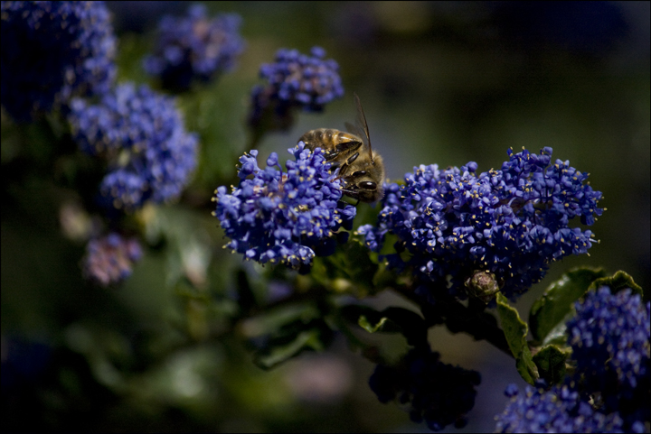 IMG_0080 bee.jpg