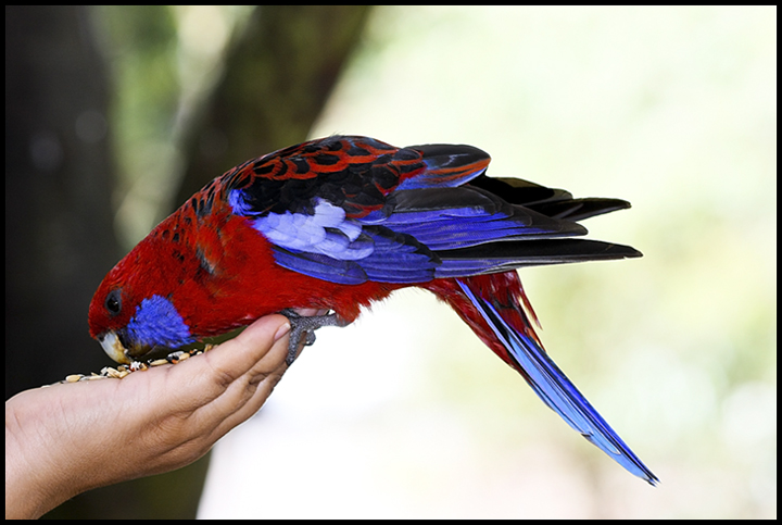 Rosella.jpg