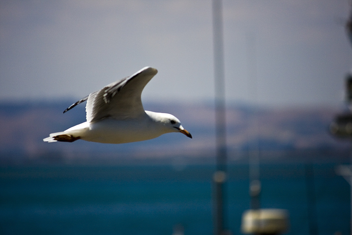 Sea Gull.jpg