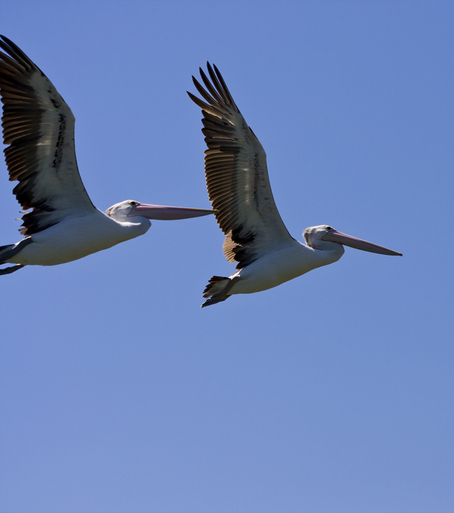 Pelicans 2.jpg