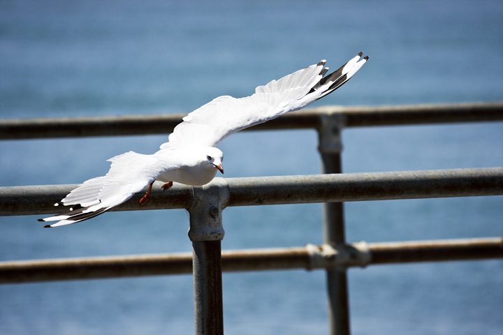 Sea Gull 2.jpg