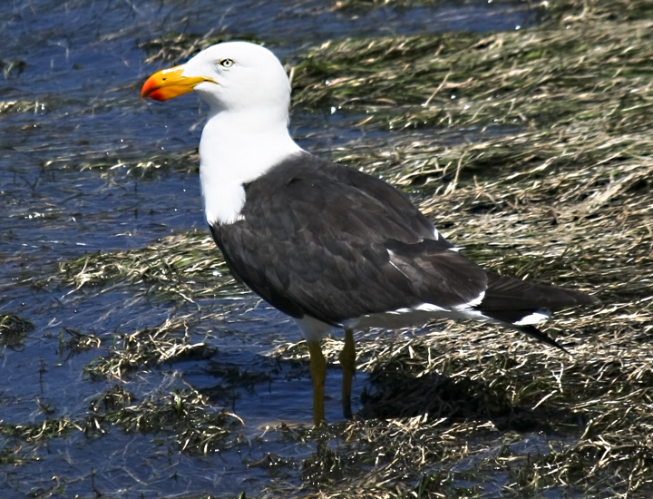 Sea Gull 3.jpg