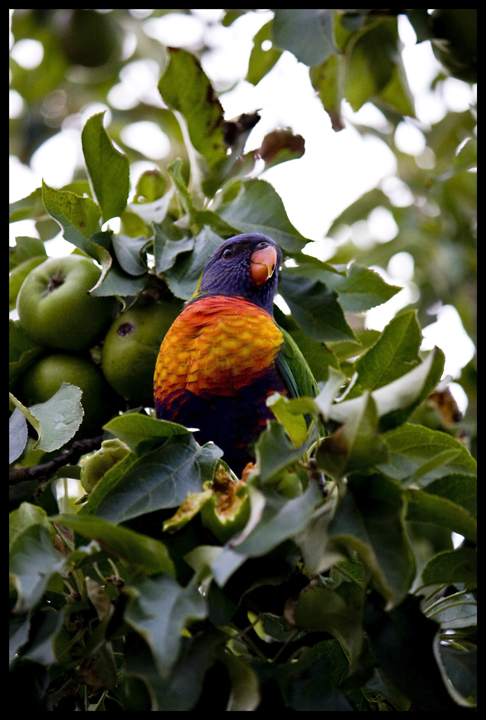 Rainbow Lorikeet.jpg