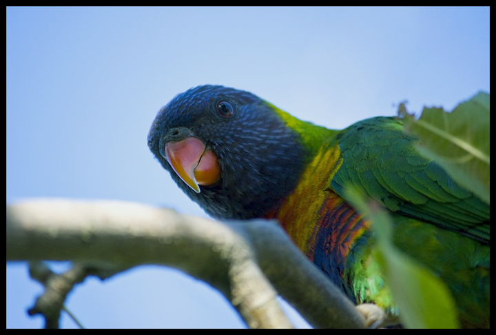 Rainbow Lorikeet 1.jpg