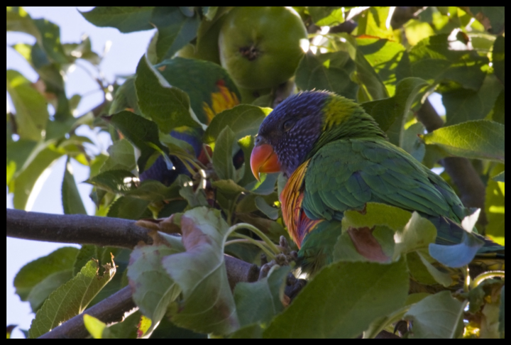 Rainbow Lorikeet 4.jpg