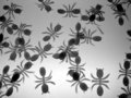 ANTS