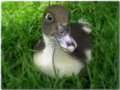 Quack Quack