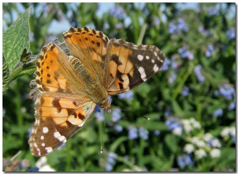 Madam Butterfly