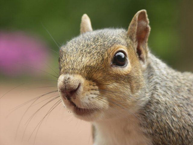 Squirrel