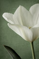 Spring's Promise