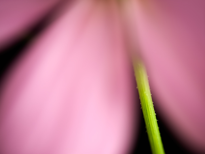 In a Sea of Pink 