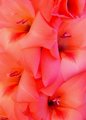 Gladiola 10