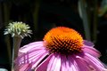 Coneflower 1.jpg