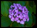 Day 2 - Hydrangea.jpg
