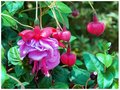 Fuschia 