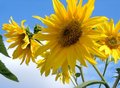 Sunflowers 7.jpg