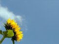 Sunflowers 10.jpg