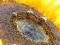 Sunflower 2.jpg