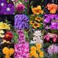 Floral Collage