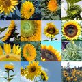 Sunflowers Collage