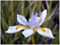 Day 14 - Iris 2