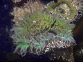 Anenome 2 IFL SA RS.jpg