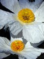 White Flower 