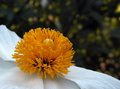 White Flower 3 