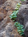 Day 16 - Clinging in the Crevasse