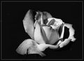 Day 17 - B&W Rose