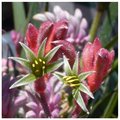 Day 18 - Kangaroo Paw